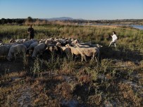 GURBETÇI - Çoban Degil, Birlesmis Milletler Gibi Aile