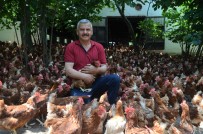 YUMURTA - Ek Gelir Getirsin Diye Basladi, Aylik Yaklasik 30 Bin Organik Yumurta Üretiyor