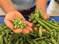  SU  - Eskisehir'de Sert Yagmurlar Araka Verimini Düsürdü