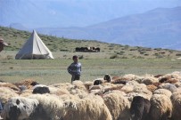 ONLINE - (Özel) Devlet Destegiyle Koyun Varligi Artiyor