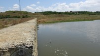YUMURTA - (Özel) Ömerli Barajinda Ölen Baliklar Is Makineleriyle Topraga Gömülüyor