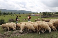 MUSTAFA KAYA - 'Sertifikali Çoban' Olacaklar