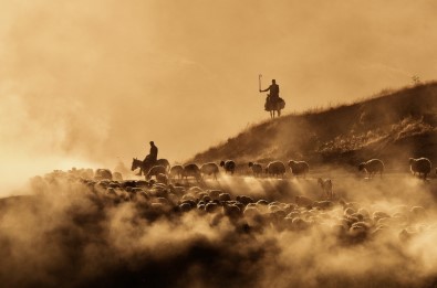 Sürülerin Tozlu Yolculugu Havadan Görüntülendi