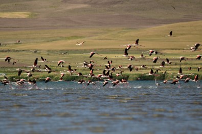 Türkülere Konu Olan Alli Turnalar Van Gölü Havzasini Renklendirdi