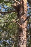 Yavru Ayi Orman Isletme Ekiplerini Görünce Korkudan Agaca Böyle Tirmandi
