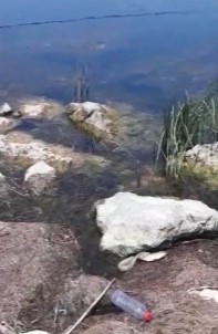 Yilan Baligi Yutmaya Çalisti, Çeken Vatandasin Diyaloglari Gülümsetti