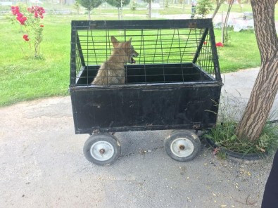 Yorgun Ve Bitkin Düsen Kurt Sehre Indi