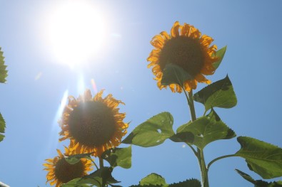 Ay Çekirdegi Tarlalari Malatya'yi Sariya Bürüdü