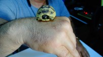 ERMENEK - Buldugu Ceviz Büklügündeki Kaplumbaga Yavrusunu Görevlilere Teslim Etti