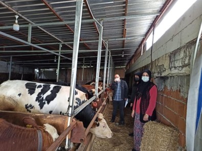 Büyükbas Ve Küçükbas Hayvanlar Asilandi