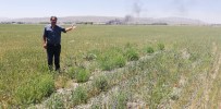  SU  - Ekili Araziler Susuzluktan Çatladi