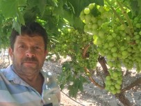 TRAKYA - Ilk Üzümler Tatlandi