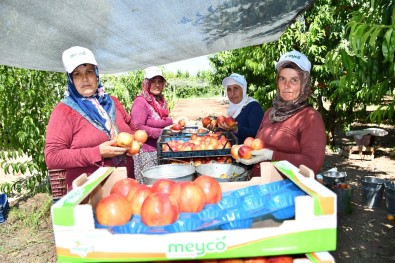 Iznik'te Nektarin Hasadi Senlik Ile Basladi
