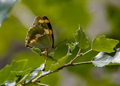 Kelebek Gözlemcileri, 'Rose' Ve 'Sehzade' Için Kilometrelerce Yol Kat Edip Van'a Geliyor