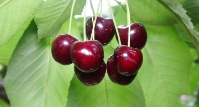 Kiraz Köylülerin Yüzünü Güldürdü