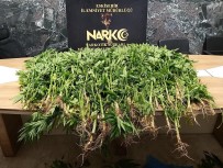 NARKOTIK - Polis 58 Kök Kenevir Ele Geçirdi