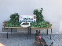 ADLİ KONTROL - Serada Hint Keneviri Yetistiren 1 Kisi Tutuklandi