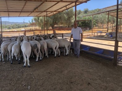 Üniversiteli Kurbanliklar Satisa Sunuldu