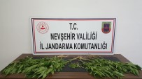 JANDARMA - Ürgüp'te 22 Kök Kenevir Bitkisi Ele Geçirildi