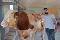 1,3 Tonluk 'Tosun' 58 Bin Liraya Alici Bekliyor