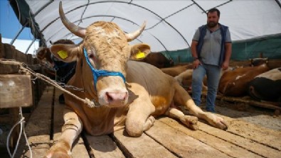 2021 Kurbanlık Fiyatları Belli Oldu mu? 2021 Kurbanlık Fiyatları Ne Kadar? Kurbanlık Koç Koyun ve Dana Fiyatları En Ucuz Kurbanlık Fiyatı Ne Kadar? En Ucuz Kurbanlık Nerede Bulunur? 2021 Kurbanlık fiyatları...