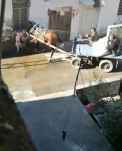 Adana'da Pitbull Dehseti