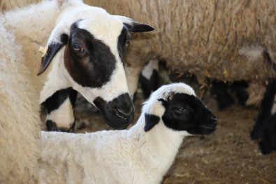 Aydin'da 'SOYBIS Projesi' Kapsaminda Bin 22 Küçükbas Hayvan Küpeleniyor