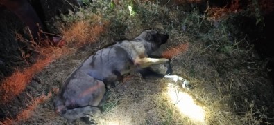 Bogulmak Üzere Olan Köpek Son Anda Kurtarildi