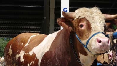 Çankiri'da 1 Tonluk 'Pasa' Alicilarini Bekliyor