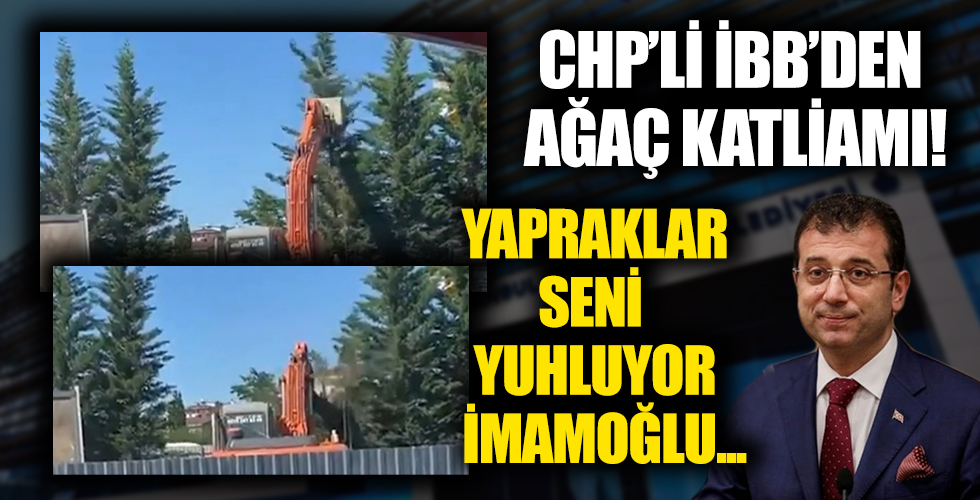 CHP'li İBB'den ağaç katliamı!