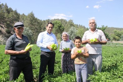 Cografi Isaretli Kale Biberinde Ilk Hasat Yap Basladi