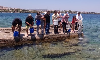 Datça'da 20 Bin Levrek Yavrusu Denizle Bulustu