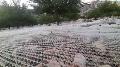 Dut Bahçeleri Rengarenk