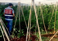 Mersin'de Bir Serada 2 Bin 970 Kök Kenevir Bitkisi Ele Geçirildi