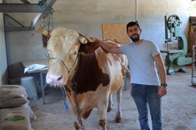 (ÖZEL) 1,3 Tonluk 'Tosun' 58 Bin Liraya Alici Bekliyor