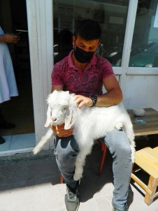 Sahibinden Ayrilmayan Yavru Keçi Görenlerin Yüregini Isitiyor