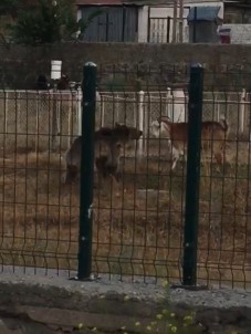 Sarikamis'ta Ayi Keçilere Böyle Saldirdi