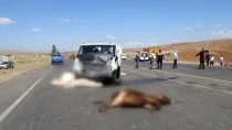  SİVAS - Sivas'ta Kamyonetin Çarptigi Sürüdeki 9 Hayvan Telef Oldu