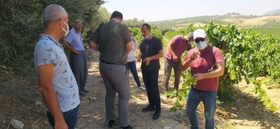 Tarsus'ta Üzüm Kesimine Izin Verildi