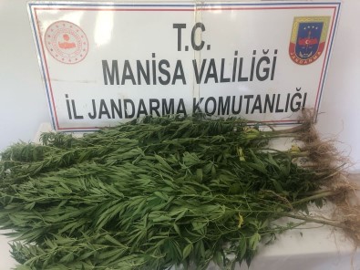 Turgutlu'da Jandarma Ekiplerinden Kenevir Operasyonu