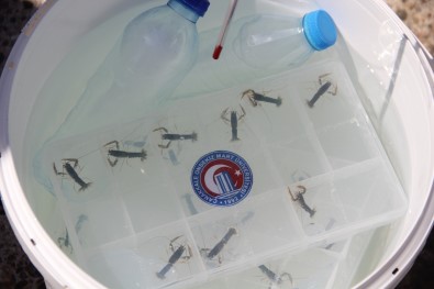 Türkiye'de Bir Ilk Açiklamasi ÇOMÜ'de Yetistirilen Istakoz Yavrulari Çanakkale Bogazi'na Birakildi