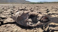 MUHAMMET DEMİR - Van'daki Göletlerde Su Sevisi Kritik Noktanin Altina Düstü
