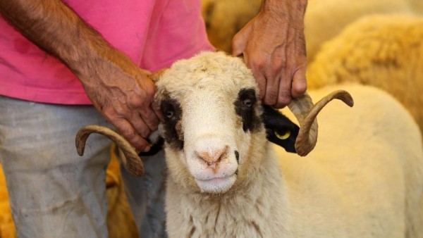 2021 Kurbanlık Fiyatları Ne Kadar? Kurbanlık Koç, Koyun ve Dana Fiyatları 2021 Kurbanlık Fiyatları Belli Oldu mu? 2021 Kurbanlık Fiyatları Ne Kadar? Kurbanlık Koç Koyun ve Dana Fiyatları En Ucuz Kurbanlık Fiyatı Ne Kadar? En Ucuz Kurbanlık Nerede Bulunur? 2021 Kurbanlık fiyatları...