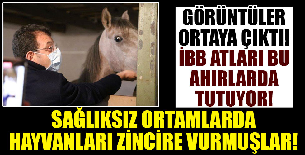 CHP'li İBB'nin satın aldığı atlar ölmeye devam ediyor! Atları zincire vurmuşlar!