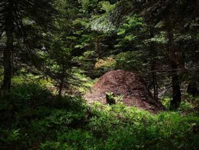 Uludağ’da dev karınca yuvaları