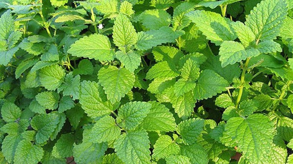 Evde Sivrisinek İlacı Nasıl Yapılır? En Ekili Sivrisinek İlacı! Sivrisineklerden Kurtulmanın Yolları Nelerdir? Evde Sivrisinek İlacı Nasıl Yapılır?