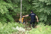 DEVLET HASTANESİ - Bolu'da Devrilen Agacin Altinda Kalan Isçi Hayatini Kaybetti
