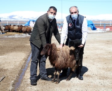 Erzurum Çiftçisine Anaç Koyun Keçi Destegi