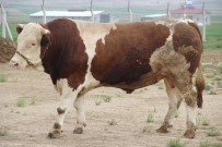 HAYVAN - Fiyatiyla Dudak Uçuklatiyor, Görenler Gözlerine Inanamiyor