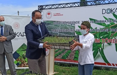 Kekik Fide Dagitim Ve Dikimi Tarla Günü